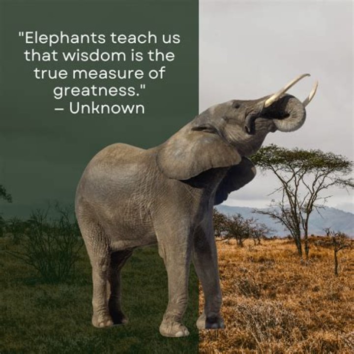 A Journey Into Elephant Wisdom