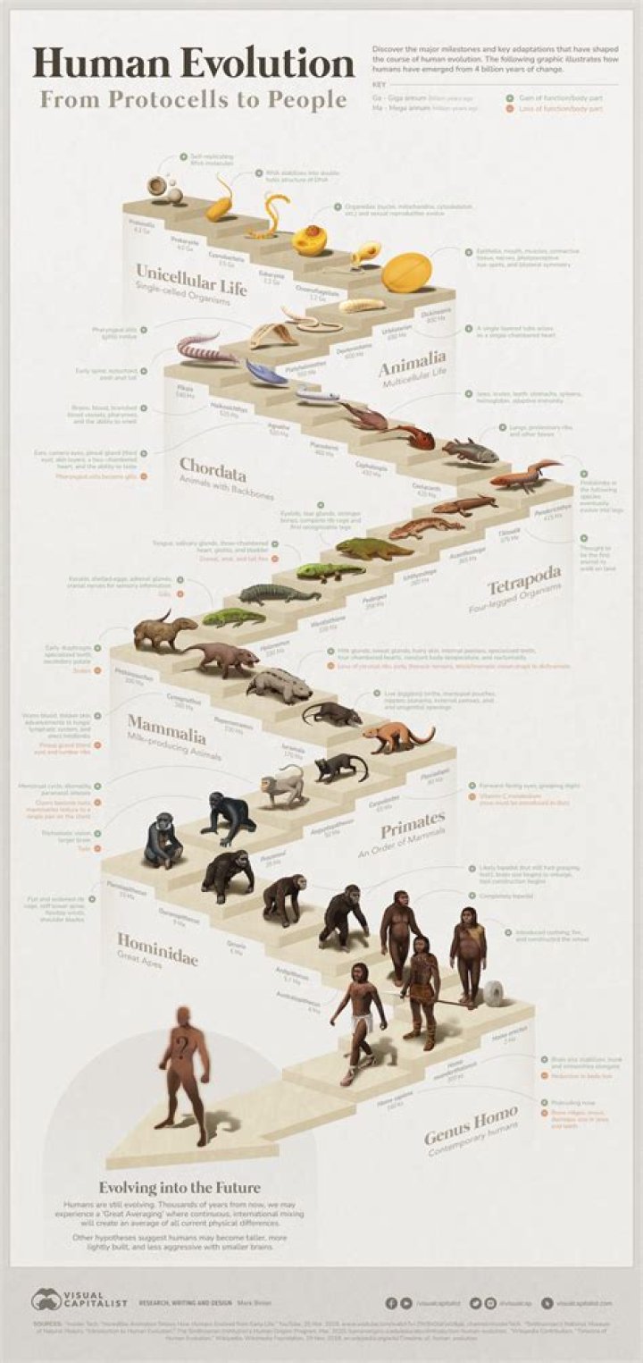 The Evolution Of Kitsch Revealed