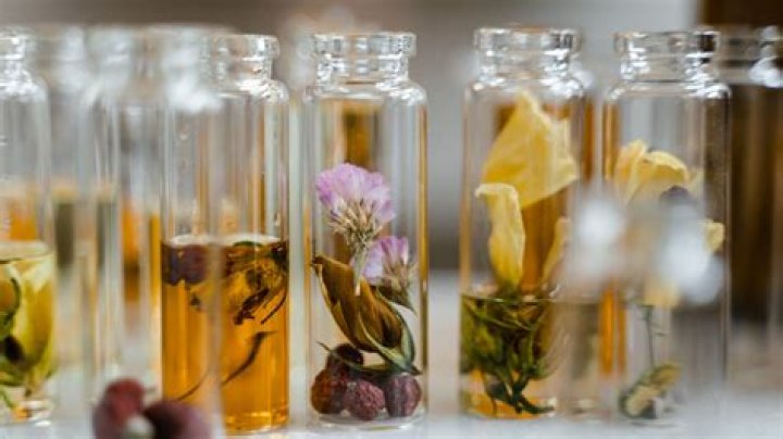 Unveiling The Secrets Of The Alia Plant: Discoveries And Insights
